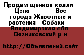 Продам щенков колли › Цена ­ 15 000 - Все города Животные и растения » Собаки   . Владимирская обл.,Вязниковский р-н